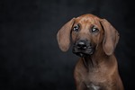 dog pet puppy canine animal rhodesian ridgeback young stock photo