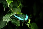 butterfly animal wildlife insect nature plant leaves stock photo