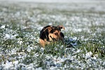 dog pet puppy mammal nature grass cute winter stock photo