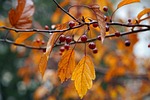 autumn nature cherries wild leaves foliage botany stock photo