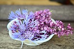 blossoms flower bowl hall porcelain lilac knapweed decoration stock photo