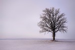 snow winter tree quiet landscape nature bavaria germany stock photo