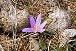 crocus purple flower vernus nature spring lawn manure stock photo