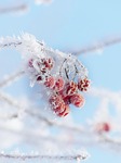 ice cream crystals cold winter branch rowanberry frost stock photo
