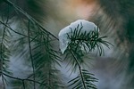 snow frost winter white pine tree forest woods stock photo