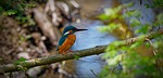 kingfisher common bird forest wildlife animal nature eurasian stock photo