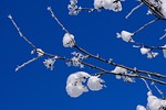 winter snow branch nature season blue sky frost stock photo