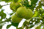 fruits citrus leaves green harvest produce organic fresh stock photo