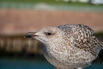 seagull nature young gull brown feathers close up stock photo