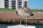 seagull young gull brown feathers close up seabird stock photo