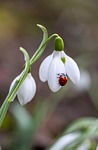 flower ladybug background beautiful flowers insect snowdrops wallpaper stock photo