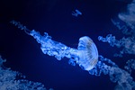 jellyfish sea jellies water nature aquarium animals stock photo