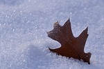 snow leaf winter nature leaves season stock photo