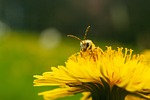 bee flower nature wallpaper insect macro honey pollination stock photo