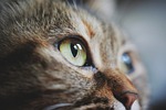 cat face nature eye pet animal cute feline stock photo