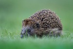 hedgehog cute nature prickly animals forest spur mammal stock photo