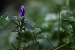 bellflower campanula bud purple flower grow sprout early stock photo