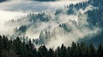 nature landscape forest trees fog foggy woods wilderness stock photo