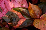 acalypha wilkensia flora nature leaves copper stock photo