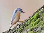 bird eurasian nuthatch animal wood bark moss wildlife stock photo