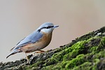 bird eurasian nuthatch animal wood bark moss wildlife stock photo