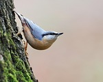 bird eurasian nuthatch animal wood bark moss wildlife stock photo
