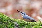 bird eurasian nuthatch bark moss seed nut beech stock photo