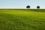 lawn grass field trees nature quiet green country stock photo
