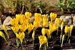 flowers crocus beautiful flower background wallpaper yellow garden stock photo