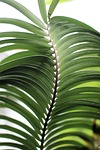 leaves plant tropical foliage nature green greenery palm stock photo