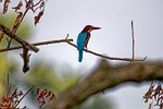 white-throated kingfisher bird nature wildlife stock photo
