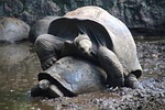 seychelles tortoises animals wildlife nature aldabra atoll stock photo