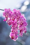 flowers orchids petals plants pink beautiful flower wallpaper stock photo
