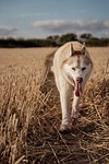 dog husky field pet animal summer cute nature stock photo
