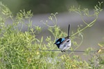 superb fairywren bird animal wren malurus cyaneus blue stock photo