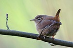 eurasian wren bird northern bill tail feathers plumage stock photo