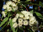eucalyptus flower australian blooming branches stock photo