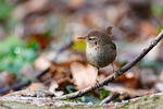 eurasian wren bird northern bill feathers plumage wildlife stock photo