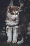 dog puppy husky animal fur animals pet nature stock photo
