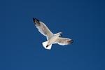 silver gull bird seagull ornithology species fauna avian stock photo