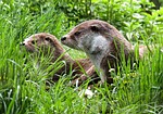 otter animals water nature meadow maintenance quiet wild stock photo