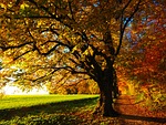 autumn leaves trees path trail field meadow woods stock photo