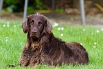 german longhaired pointer dog pet breed purebred lying stock photo