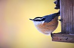 nuthatch red-breasted bird nature animal wildlife close up stock photo