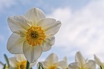 narcissus flower desktop backgrounds windows wallpaper mac hd stock photo
