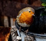bird robin redbreast european passerine animal wildlife nature stock photo