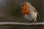 robin bird animal european redbreast songbird beak wildlife stock photo