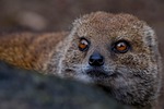 mongoose yellow nature red meerkat mammal animal carnivore stock photo