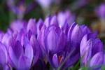 purple flower crocus nature patch spring stock photo