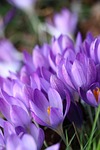 purple flower botany spring nature crocus patch close stock photo